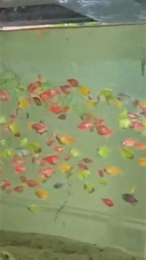 colour full tettra fishes
