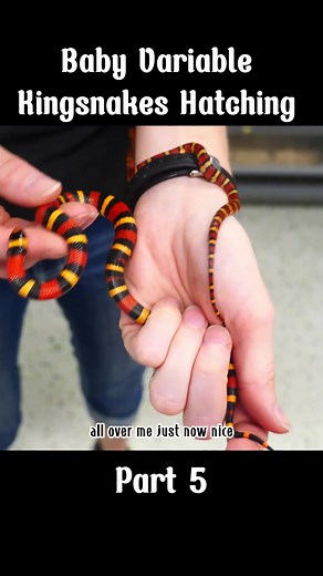 Baby Variable Kingsnakes Hatching