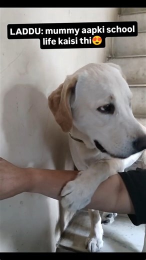 LADDU:mummy aapki school life kaisi thi 😍 #viral #funny #trending #explore #labrador