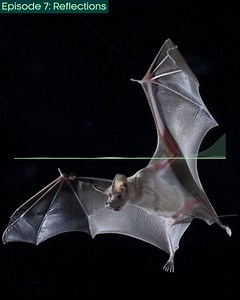 38K views · 847 reactions | A window into a bat's brain 驪 In this week's episode, the BBC Earth Podcast hosts are invited into Yossi Yovel's 'bat lab for neuro-ecology' (yes, that is a real place!) in Tel Aviv for an insight into bat behaviour. The latest BBC Earth Podcast episode, ‘Reflections’, is available now on all major streaming platforms.  Discover more  https://www.bbcearth.com/podcast #BBCEarthPodcast | BBC Earth | Facebook