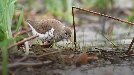 Spotted Sandpipers are charming, and a delight to discover! This quick video is a best hits of our ID keys for this species. Have you seen this species lately? Enjoy more detail in our full lesson on the Spotted Sandpiper, a free preview of our "Be a Better Birder: Shorebird Identification" course: https://academy.allaboutbirds.org/sample-lesson-shorebird-identification/ Be sure to check out the full course before the sale ends this weekend! | Cornell Lab of Ornithology