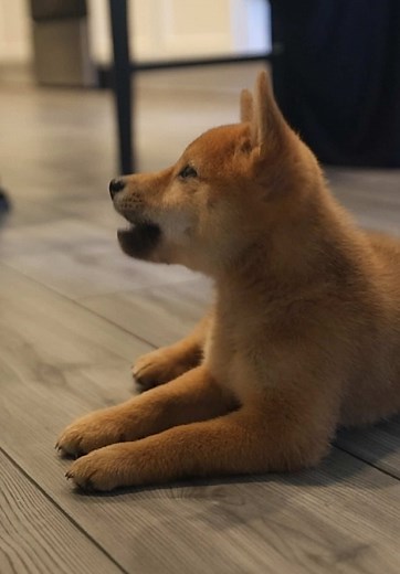 Try this game with your furry ones at home “ Leave It “ comment if you have any questions #shiba #shibainu #shibapuppy #fyp #obediencetraining