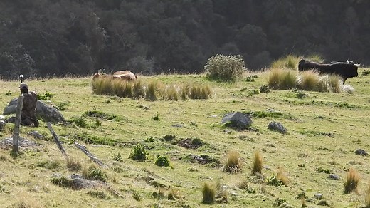 Scrub bulls are as big as big game gets in nz can’t beat the feeling of every thing coming together and getting a cracking bull | Canterbury Hunting Experience