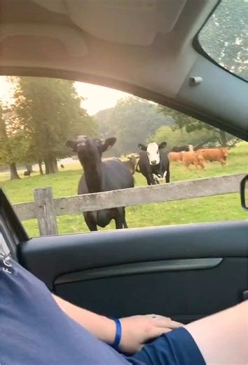 funny cow #funnyvideos #cow #cowsoftiktok #fyp #cow #prank #foryoupage | Funny Cows