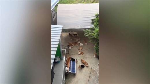 Dozens of cute Corgi dogs play in backyard
