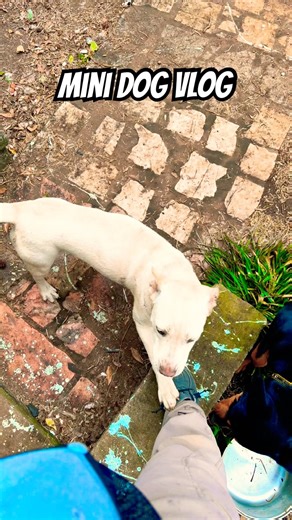 My dog left me a present after vacation!