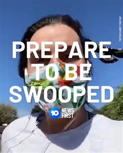 WHY YOU'RE MORE LIKELY TO BE SWOOPED BY A MAGPIE THIS YEAR Spring is nearly here, which means we're about to see a rise in people being attacked by magpies. The territorial birds are known for being aggressive when protecting their young, and usually don't swoop on 'friendly' faces. But there's one reason why they're more likely to be agitated this year. | 10 News Melbourne