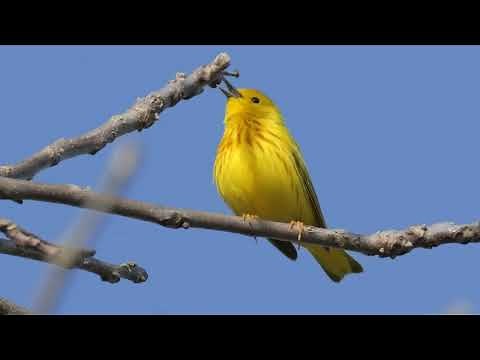Yellow Warbler Song, Bird Song