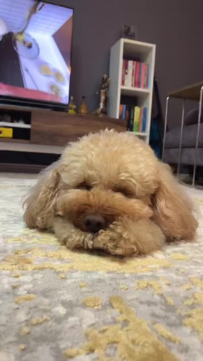 Bu nasıl uyumak 😄😴🥰 #oscarlikhaller #cute #fyp #keşfet #uyku #uykucu