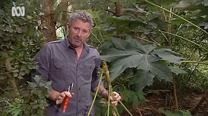 Large Leaf Plants - Gardening Australia