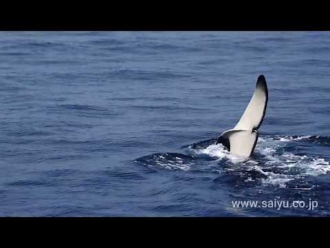 知床のシャチ Vol 07 シャチの水面行動 テイルスラップ｜西遊旅行