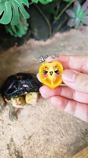 Two heads eating together!! #turtle #cuteanimal #turtlewatching #cutereptile