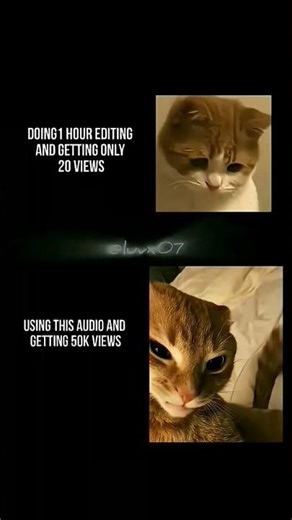 The 🐈 cat are break dancing #funny #funnyshorts #cat