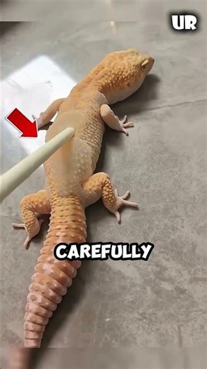 The Craziest Way Peal Lizards Skin
