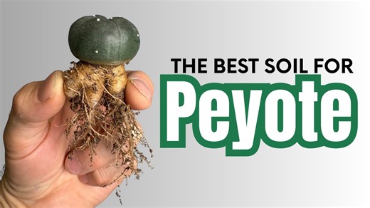 When growing peyote, people often misunderstand or overcomplicate soil. In this video, I show you how to create the best soil for peyote at every stage of growth, from seedlings to mature, flowering cacti. | Sacred Buttons