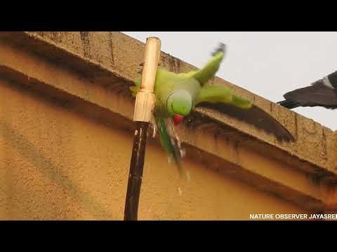 How Parakeets Quench Their Thirst In Urban Jungle!!!!!!!