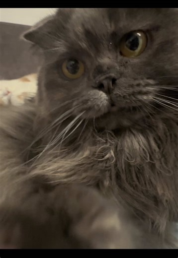 here’s the main reference and the inspiration for my cat animation! #animation #cat #mitski