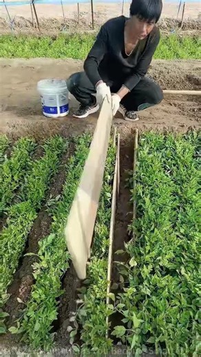 Vegetable Farmer Uses Wooden Planks for Weeding and Drainage Simultaneously