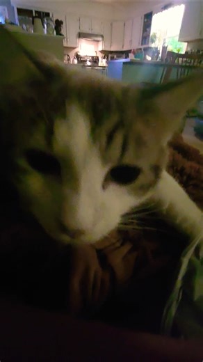 kitty tries to steal sandwich