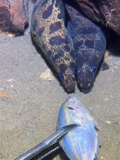 #diving #crab #catchthesea #seafood #seaside | crab