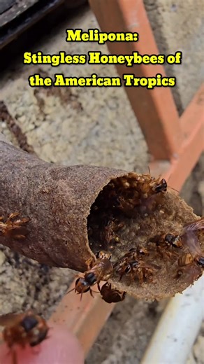 Protecting America's Native Melipona Honeybees