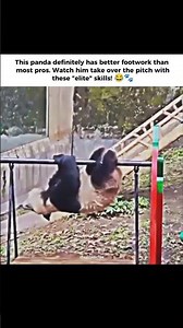 PANDA ON A SWING! 🐼 The Cutest Panda Skills You’ve Ever Seen! #panda #shorts