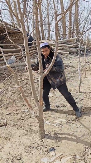 Orchard Care: Pruning Thick Branches For A Healthier Fruit Harvest