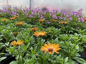 Behind the Scenes Tour of the Smithsonian Greenhouses - Smithsonian Gardens