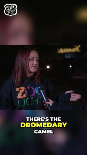 Ride a Camel This Zoo Lights Season! Dromedary vs. Bactrian #shorts