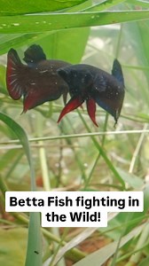 I bet you never seen Bettas in the wild like this before! #Betta #wildbetta #bettasplendens #bettafish #riarw #underwaterphotography #underwaterfilming | ri.arw