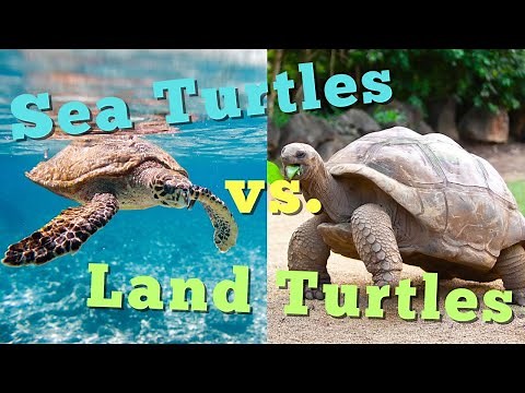 Sea Turtles vs. Land Turtles: The Differences Between Ocean and Land Dwellers