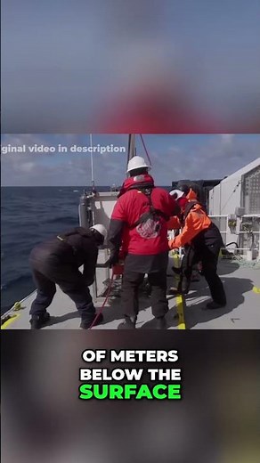 The first shark ever discovered in Antarctic Waters! - Unbelievable Discovery!