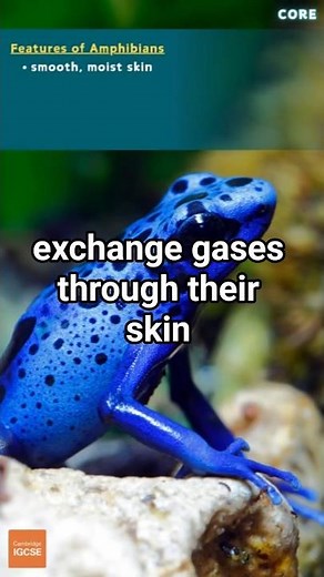 IGCSE Biology - Features of AMPHIBIANS - Vertebrates - Animal Kingdom (1.3) #biology #science