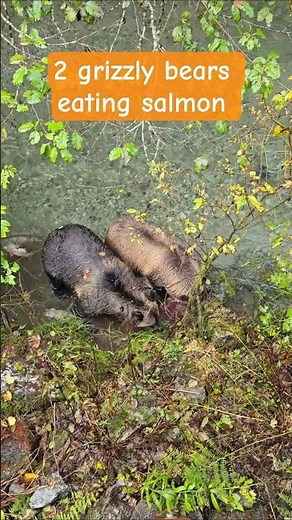 Grizzly Bears Eating Salmon At Fish Creek | Alaskan Wildlife | Salmon Run