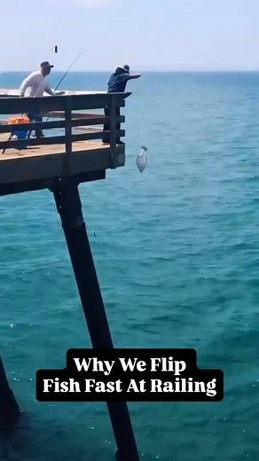 Flip fish fast at the railing! We get a lot of hate from non followers asking why the pier crew heaves fish over the side of the rails quickly and onto the deck. This is a great example of how a fish will freak out when it sees a person and get off the line at the railing. Nobody wants to lose a fish this way and a great example of what can happen. Video credit unknown | FishingPiers.Info
