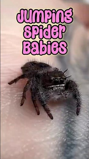 Super Cute Baby Jumping Spiders #jumpingspider #spiderbaby #cute #fyp #spider