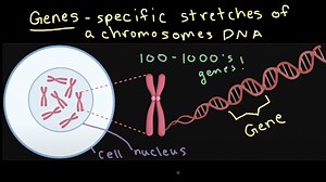 Chromosomes and genes