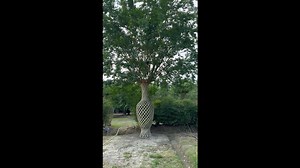 Crepe Myrtle Trees Grown Into Intricate Sculptures