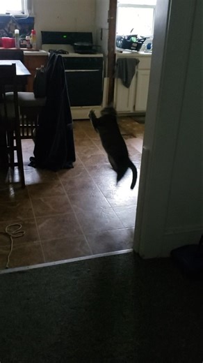 Tiggy showing pff her acrobatics.