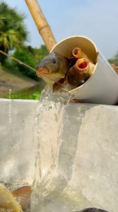 1.8M views · 6.1K reactions | Wow! Amazing fishing trapping by plastic pipe #fishing #fishtrap #reels | Rural Fishing BD | Facebook