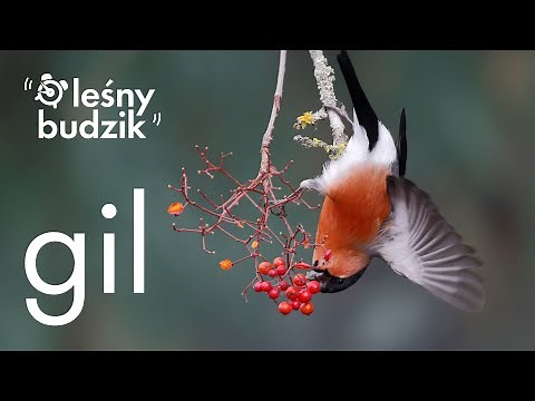 Leśny budzik - Gil