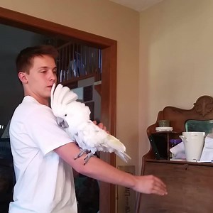 220K views · 10K reactions | Birds, they just understand life | Best Pets Ever | Facebook