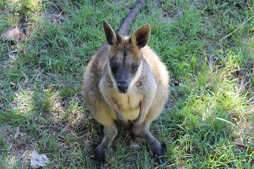 Venman Bushland National Park Mt Cotton | Must Do Brisbane