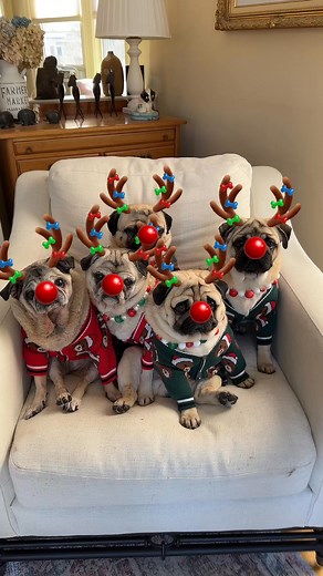 2.8M views · 75K reactions | The office Christmas party. ❤️ #mavislouise #theodoragrace #dashielldonovan #babyfritz #cubbychristopher | Pugs and Kisses | Facebook