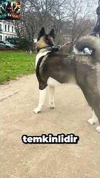 5 Things You Should Know Before Adopting an American Akita! Not for Everyone 🐺🔥