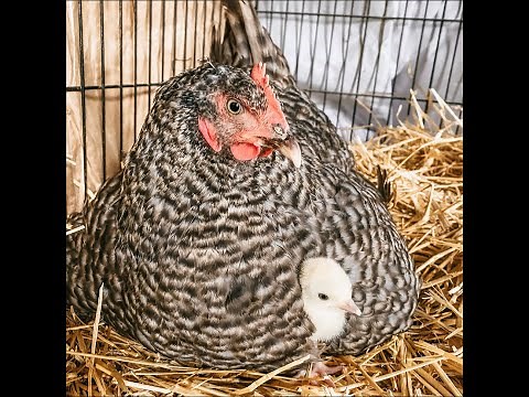 Chicken Adopts a Baby Turkey