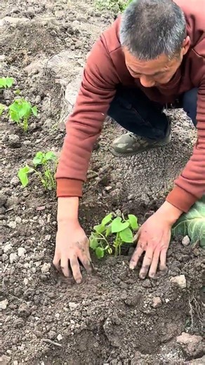 Grow Your Own Veggie Garden: Easy Green Bean Transplanting Tips