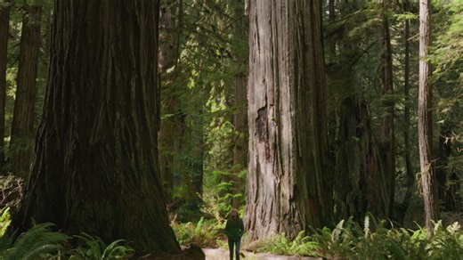Why Are Redwoods So Big?