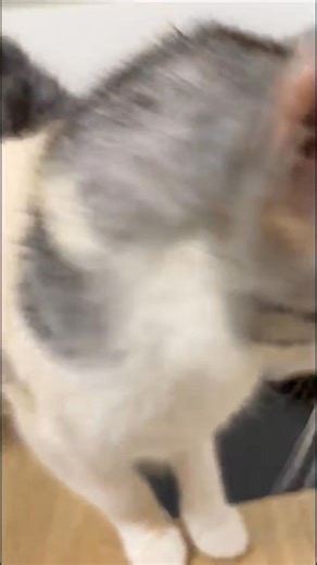 ‼️ Fundkatze Seegraben/Leoben ‼️ Heute gegen 20:15 erreichte uns ein Anruf von zwei couragierten jungen Damen, eine Katze würde am Stollenweg unter einem Auto laut und anhaltend schreien. Dank des schnellen und beherzten Eingreifens konnte das Tier umgehend gesichert und zu uns gebracht werden. Die Katze ist etwa 6–8 Monate alt und befindet sich in einem schlechten Allgemeinzustand. Sie ist massiv untergewichtig und wiegt keine zwei Kilogramm – in diesem Alter wären etwa 3–3,5 kg zu erwarten. Ih