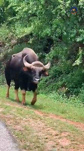 598K views · 7.4K reactions | The Indian bison, also known as the gaur is the largest and heaviest wild cattle species in the world. #indianbison #bigbull #petcare #nature #wildlife #viralpage #knowanytime | Know Anytime | Facebook